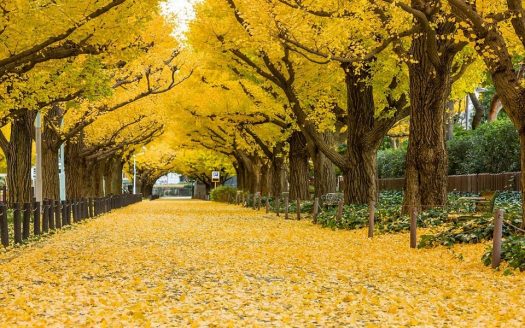 【Tokyo】Aoyama Rewarded Luxury 2-3 Bedrooms Apartment