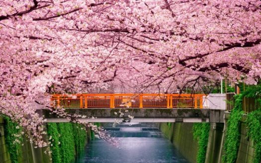 【Tokyo】”MEGURO & TOKYO GAKUGEI Univ. – Meguro Ward ” Best Selection Apartments in 5 Main Wards
